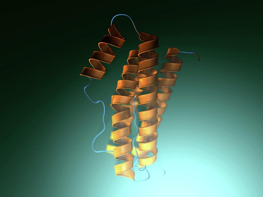 Interleukin-6 Molecular Model #1 Photograph by Hipersynteza