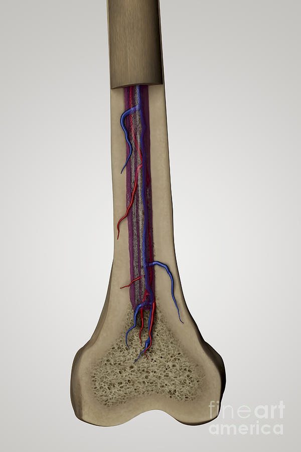 Internal Anatomy Of Bone Femur #1 Photograph by Science Picture Co