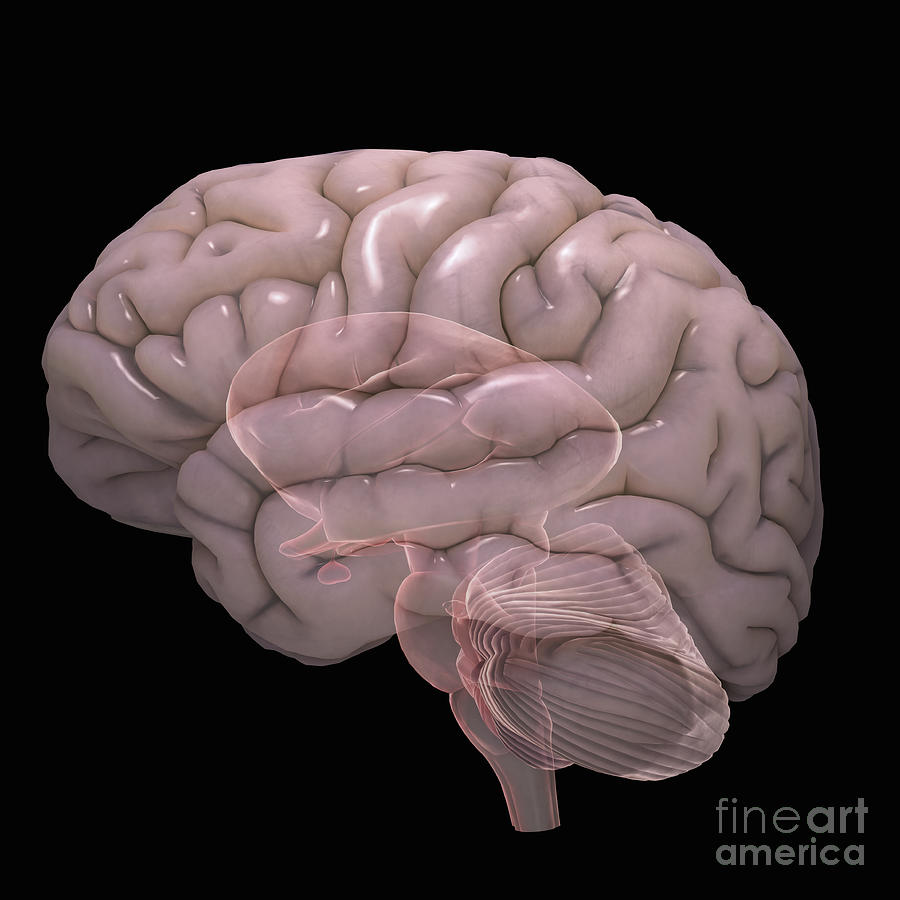 Internal Brain Anatomy #1 Photograph by Science Picture Co