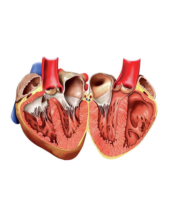 Internal View Of The Heart