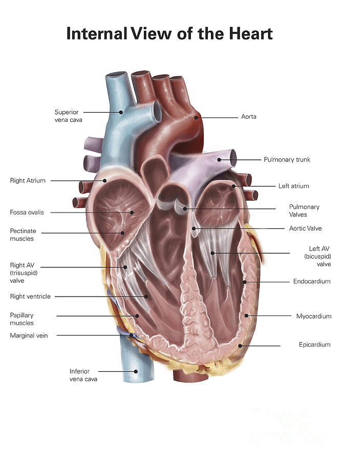 Internal View Of The Human Heart Digital Art by Alan Gesek - Pixels