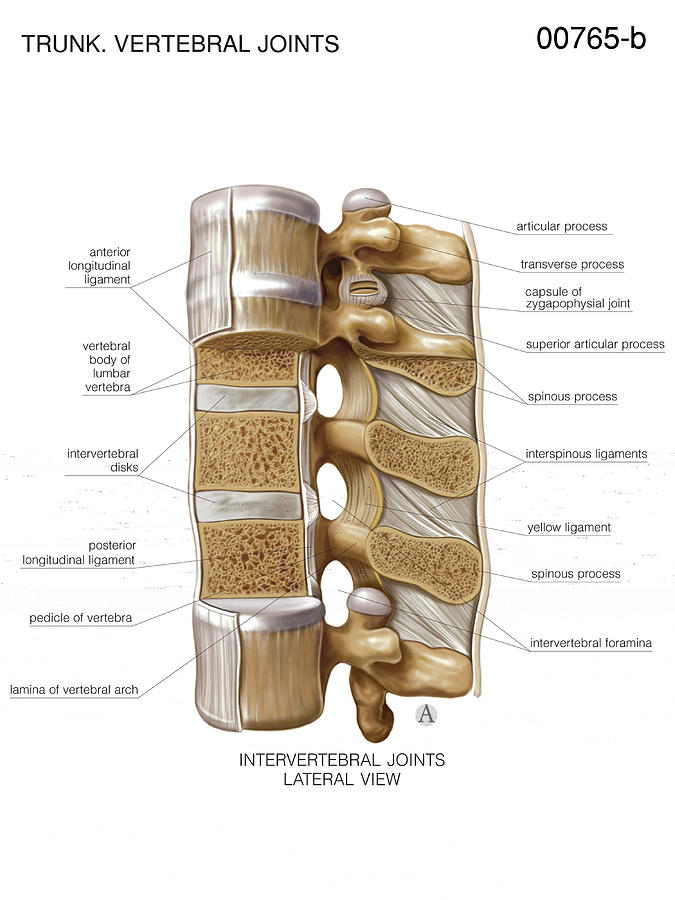 Intervertebral Joints Photograph By Asklepios Medical Atlas 0231
