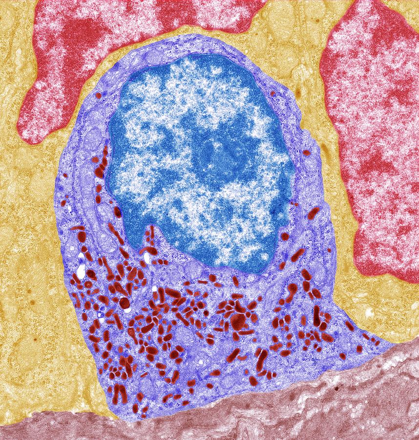 Intestinal Endocrine Cell #1 Photograph by Steve Gschmeissner/science Photo Library