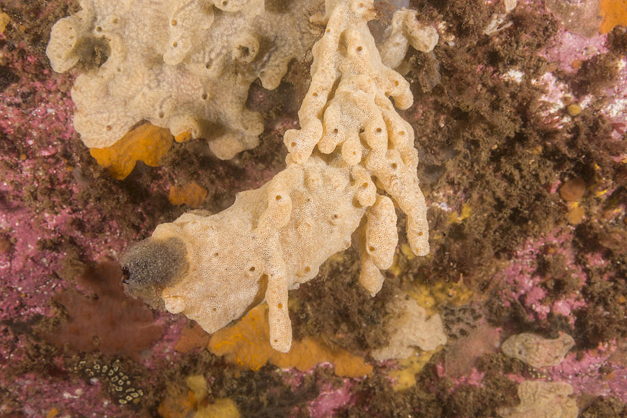 Invasive Tunicate #1 Photograph by Andrew J. Martinez