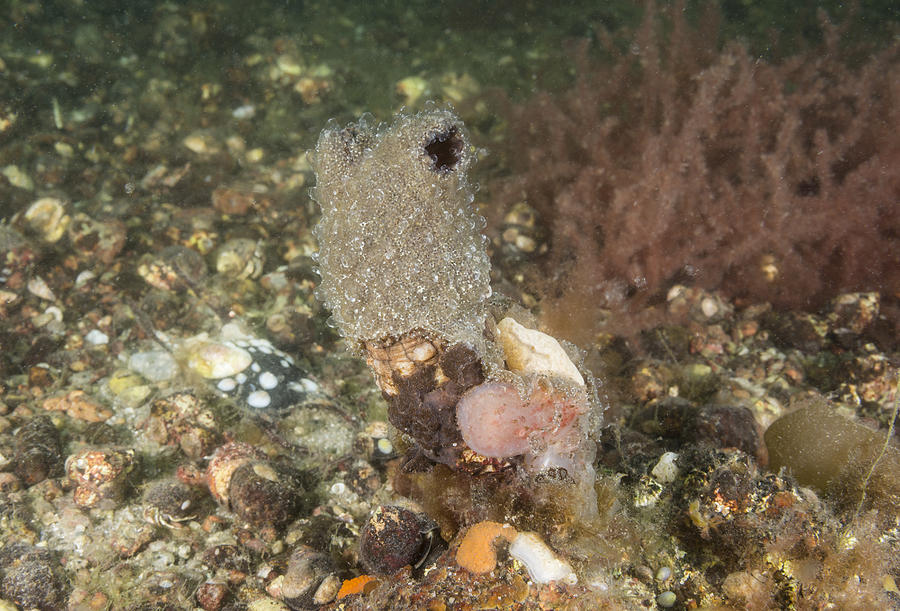 Invasive Tunicates #1 Photograph by Andrew J. Martinez