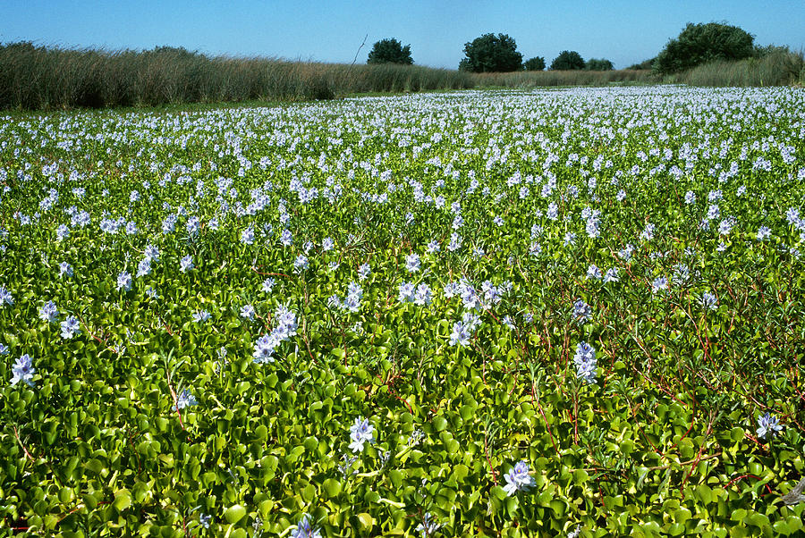 Invasive Water Hyacinths #2 Photograph by Richard Hansen