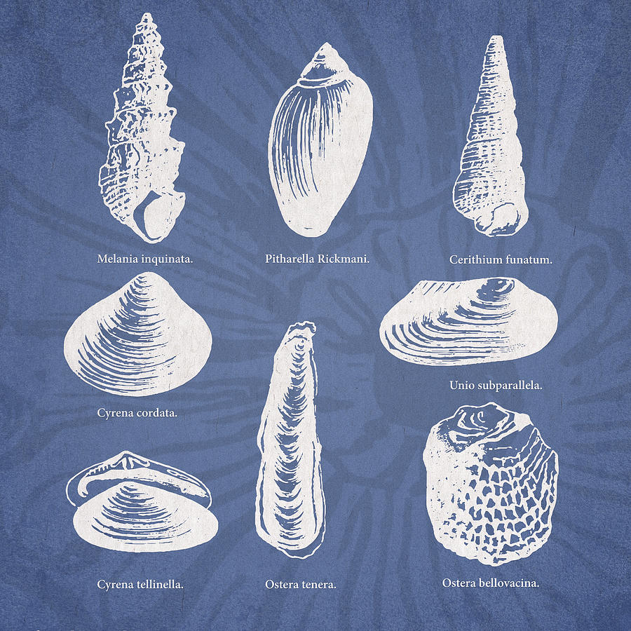 Shell Digital Art - Invertebrates #1 by Aged Pixel