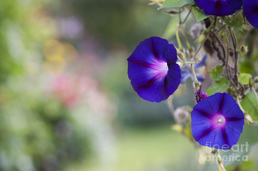 Flower Photograph - Ipomoea Morning Glory Flowers by Tim Gainey