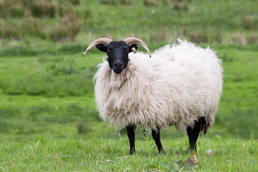 Sheep Photograph - Ireland, County Mayo, Westport #1 by Jaynes Gallery
