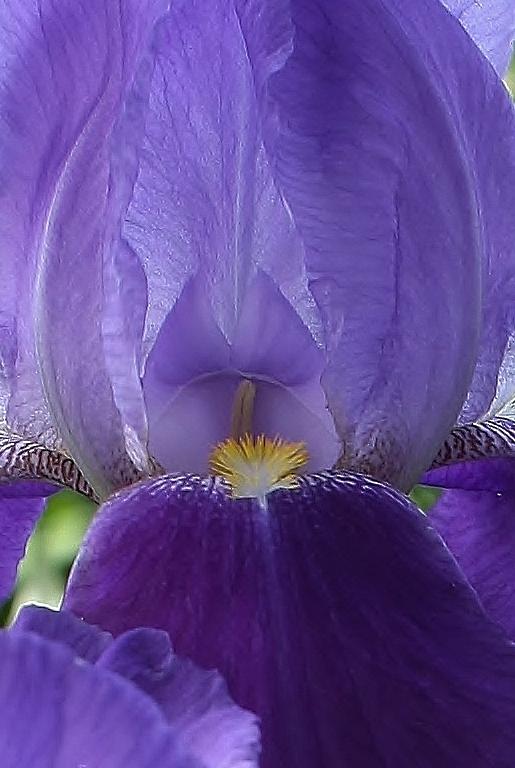 Iris Abstract #2 Photograph by Bruce Bley