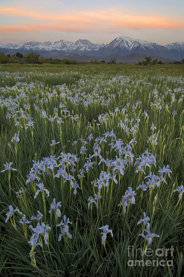 Iris Field #1 Photograph by John Shaw