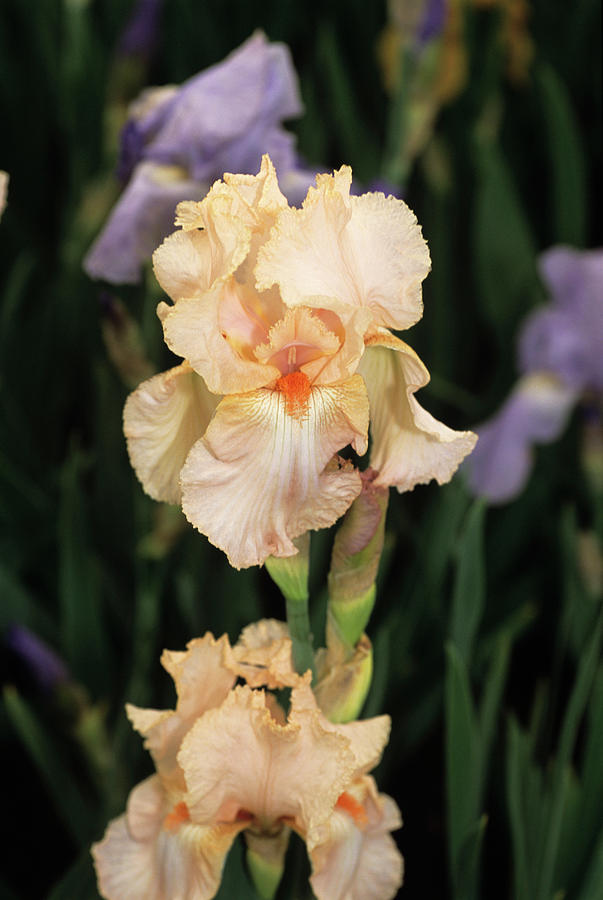 Iris Flower #1 Photograph by Science Photo Library Iris Flower #1 Photograph by Science Photo Library