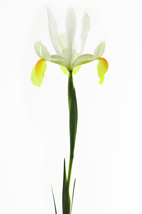 Iris Flower (iris Sp.) #1 Photograph by Science Photo Library Iris Flower (iris Sp.) #1 Photograph by Science Photo Library