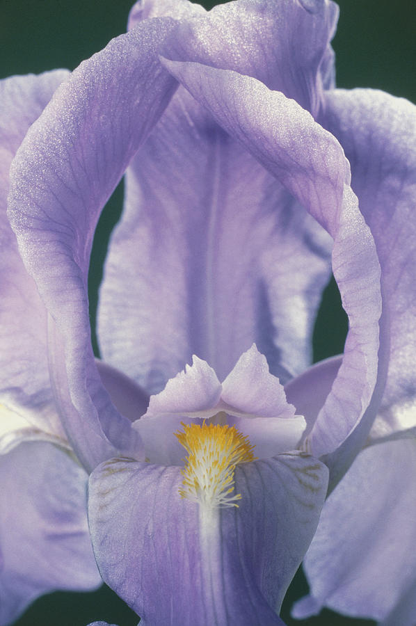 Iris Flower #1 Photograph by Perennou Nuridsany
