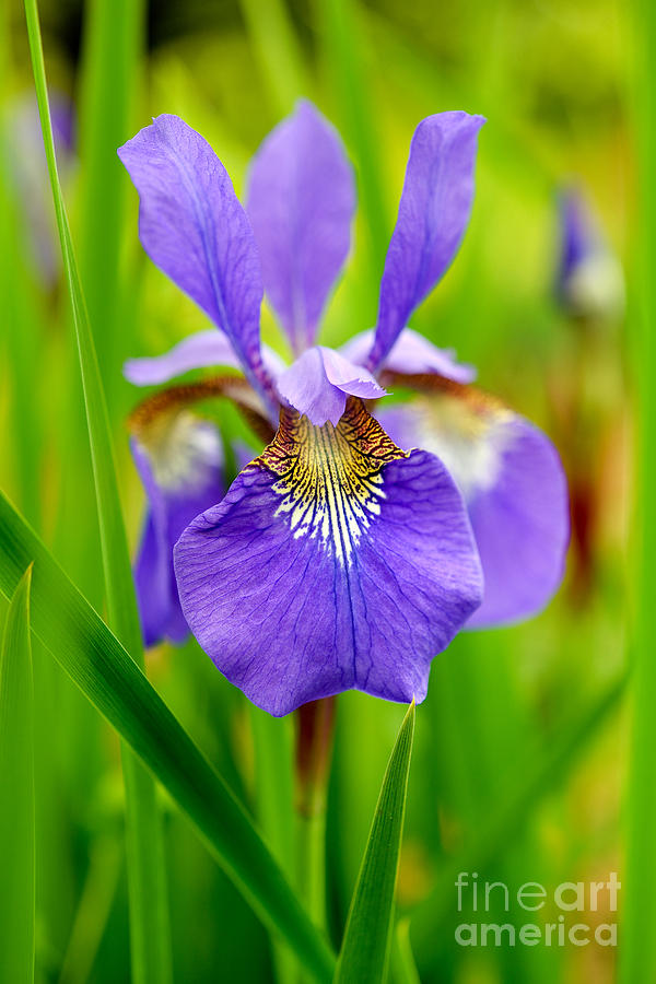 Iris Flower #2 Photograph by Terry Elniski