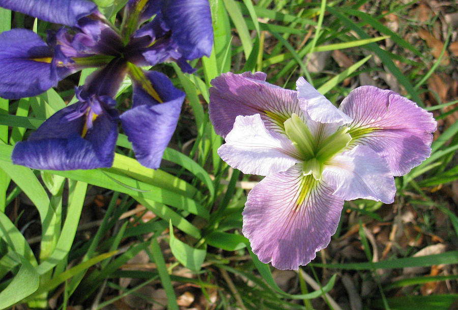 Iris Flowers #1 Photograph by Tom Hefko
