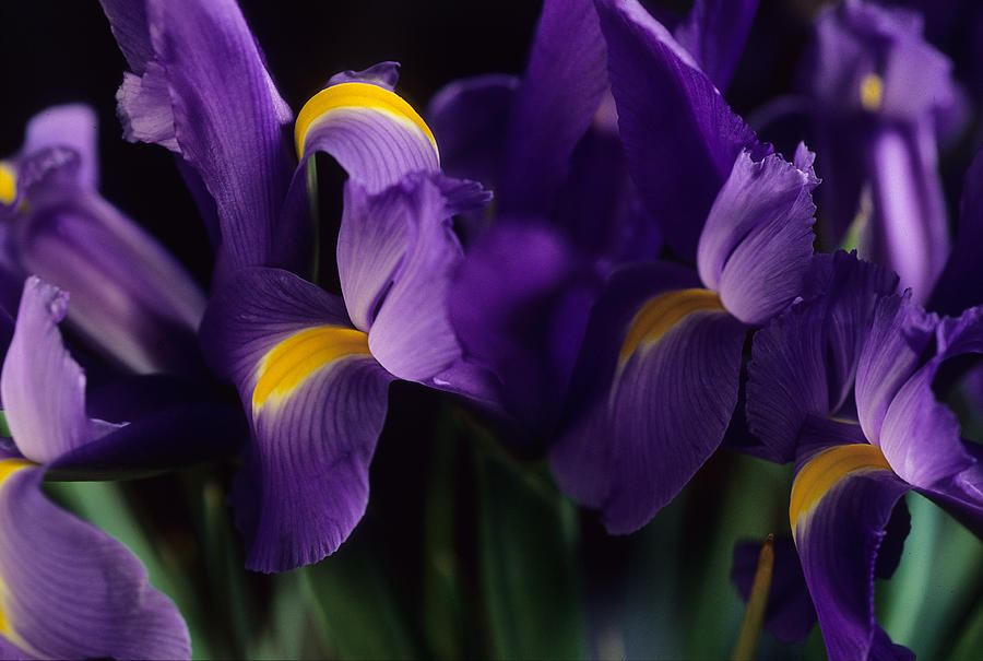 Irises Photograph - Iris I #1 by Harold E McCray