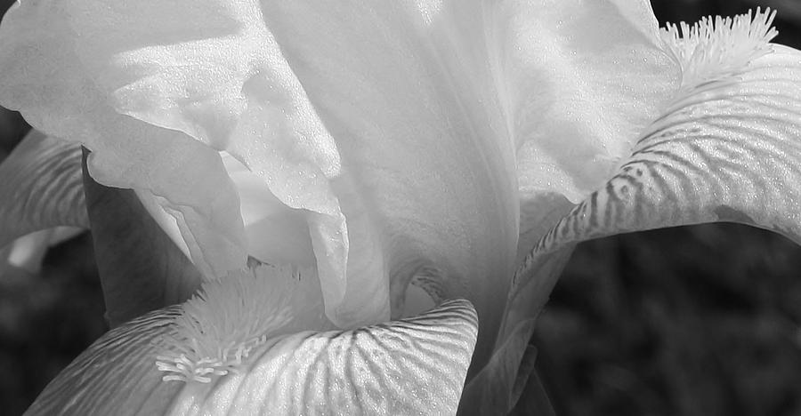 Iris in Black and White #1 Photograph by Bruce Bley