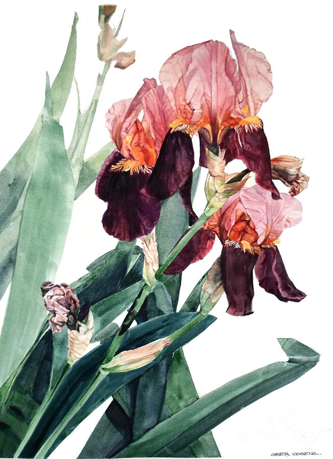 Watercolor of a Pink and Maroon Tall Bearded Iris I call Iris La Forza del Destino Painting by Greta Corens