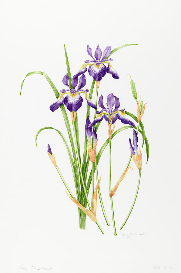 Iris Painting - Iris Sibirica by Sally Crosthwaite
