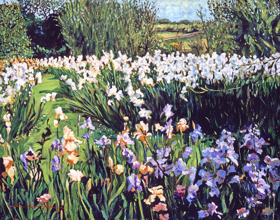 Irises Provence #1 Painting by David Lloyd Glover