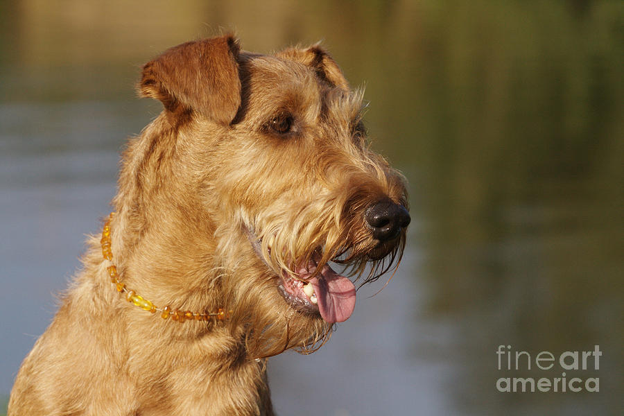 Dog Photograph - Irish Terrier Dog #1 by Brinkmann/Okapia