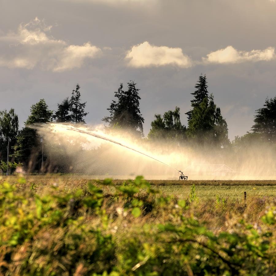 Irrigation Sprinkler 25161 Photograph