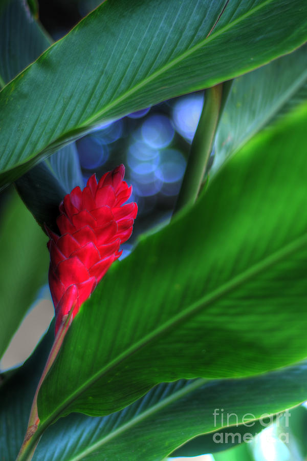Flowers Still Life Photograph - Island Ginger #1 by Kelly Wade