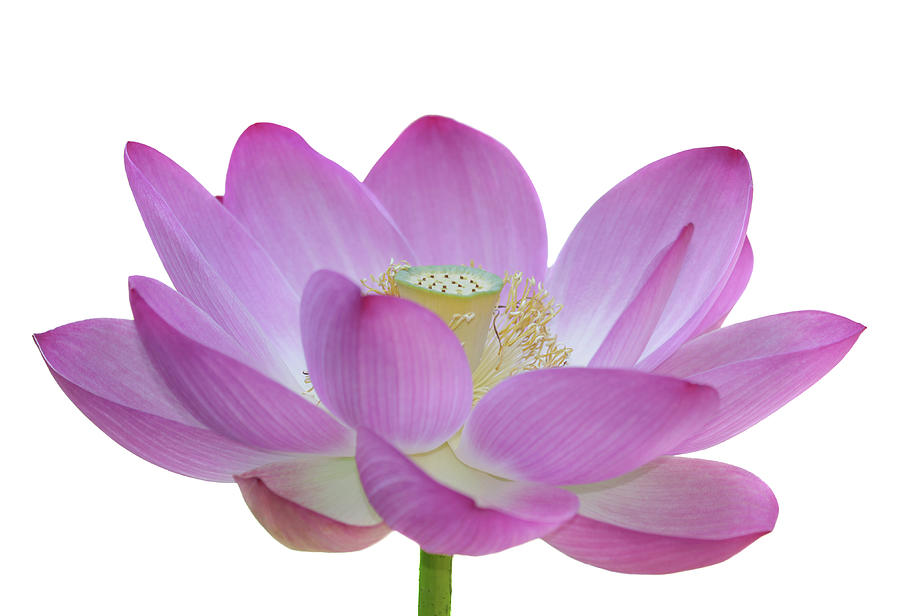 Isolated Sacred Lotus Flower #1 Photograph by Narcisa