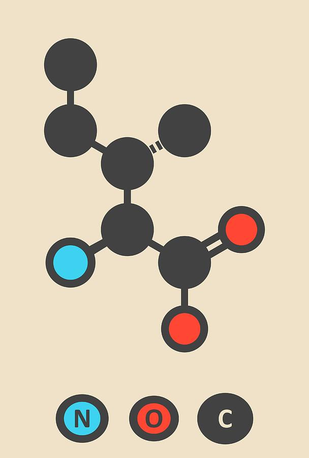 Isoleucine Amino Acid Molecule #1 Photograph by Molekuul
