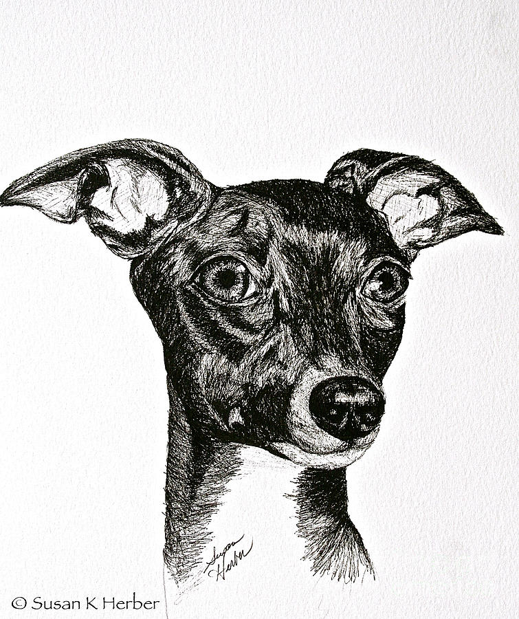 Italian Greyhound #1 Drawing by Susan Herber