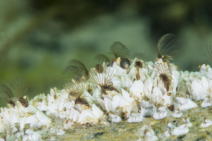 Ivory Barnacles #1 Photograph by Andrew J. Martinez
