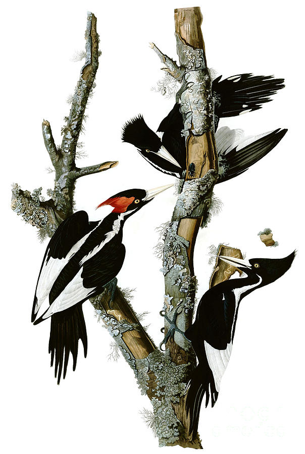 Ivory-billed Woodpecker  #1 Drawing by Celestial Images
