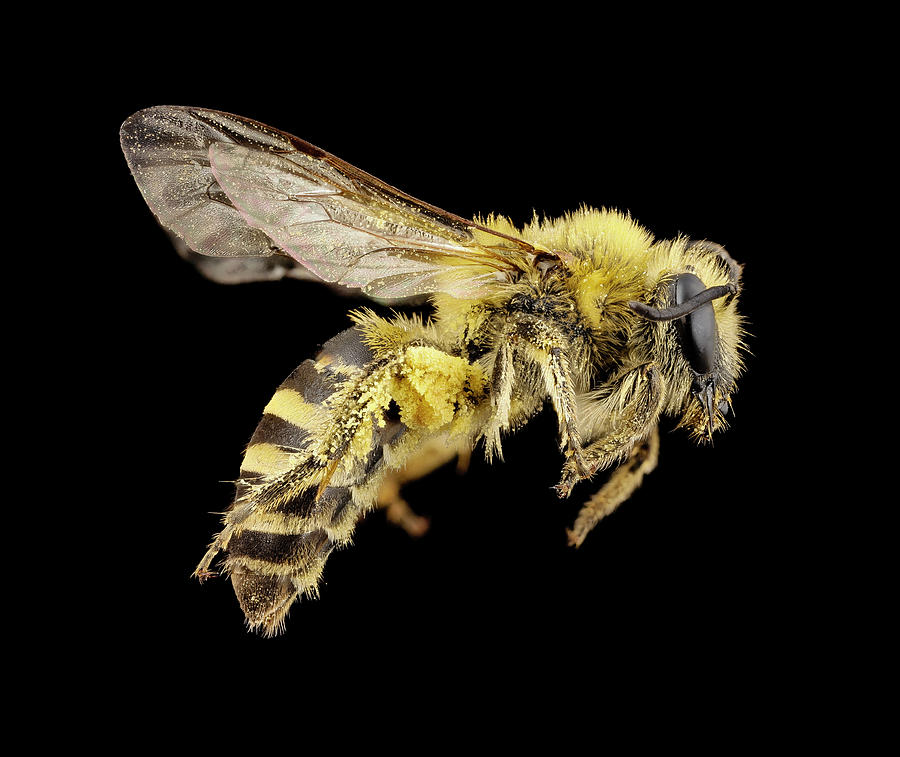 Ivy Bee #1 Photograph by Us Geological Survey