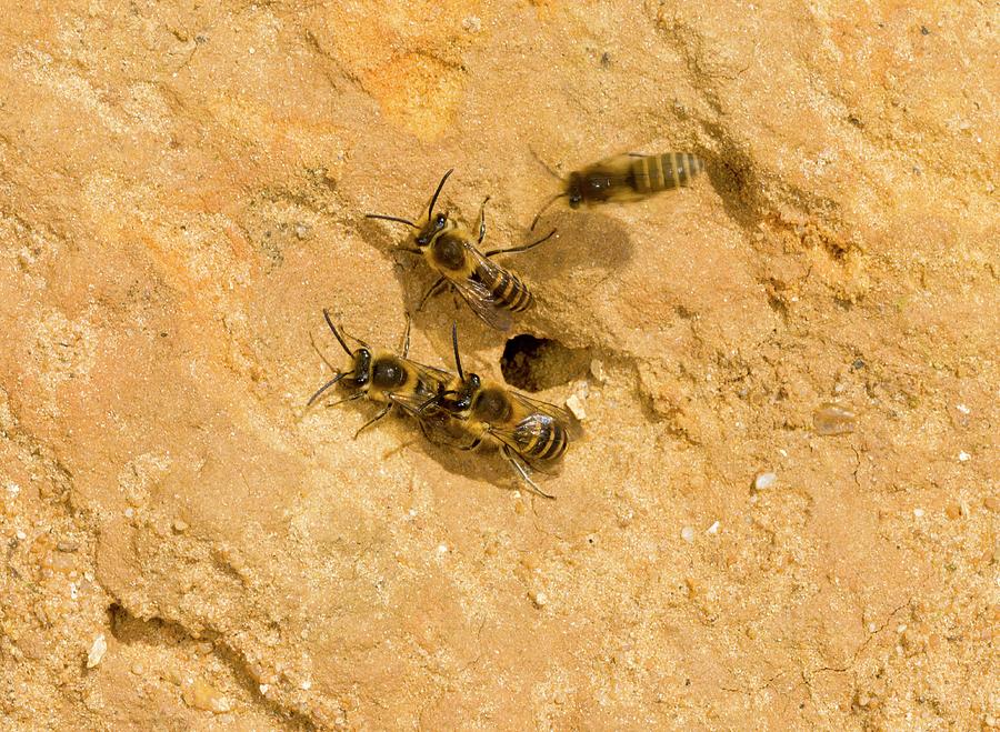Ivy Bees Nesting In A Cliff #1 Photograph by Bob Gibbons