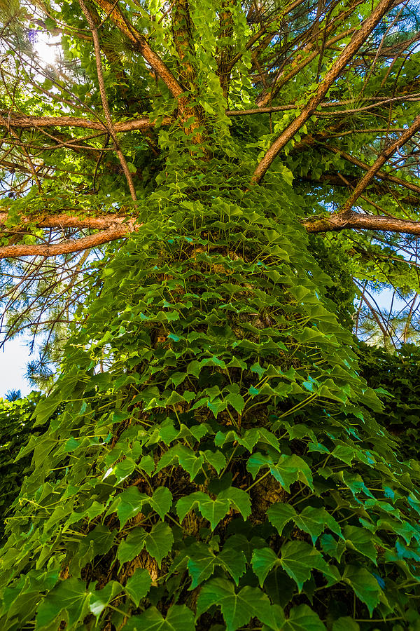 Ivy Tree #1 Photograph by Tommy Farnsworth
