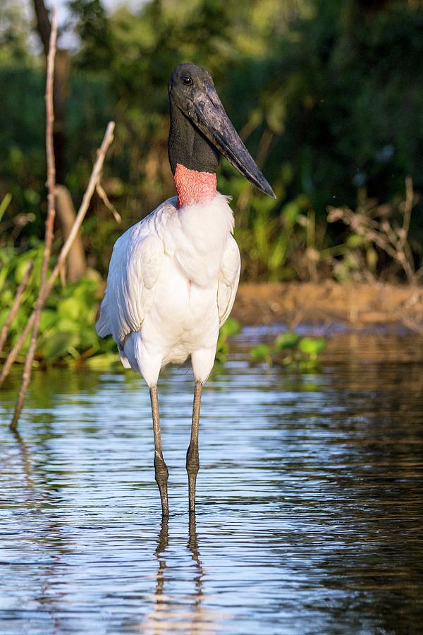 Nature Photograph - Jabiru Stork #1 by Paul Williams