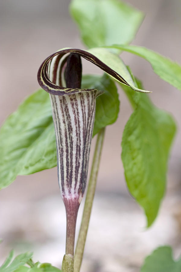 Jack-in-the-pulpit #1 Photograph by Paul Whitten