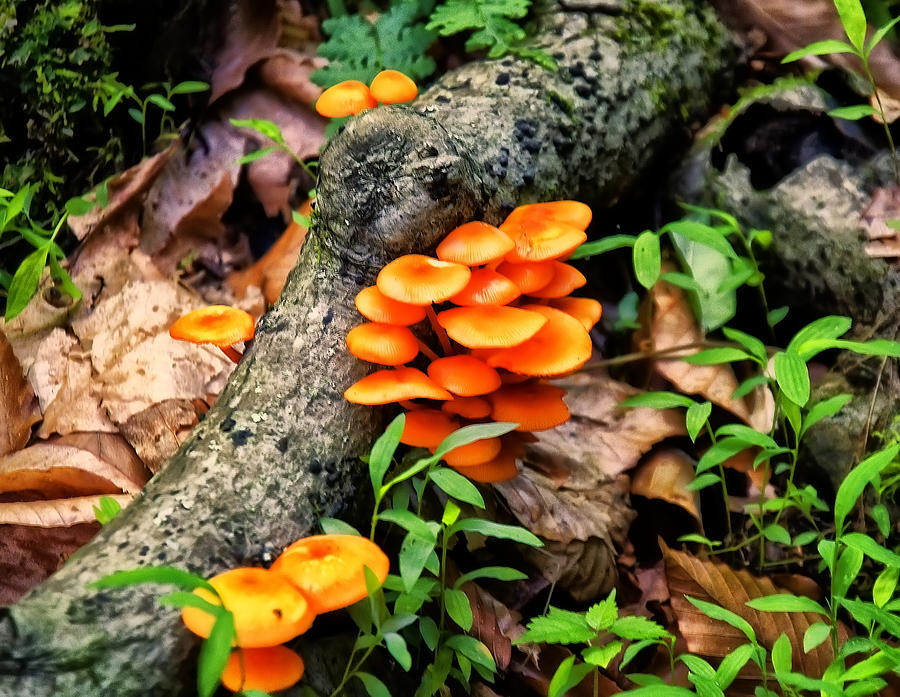 Mushroom Photograph - Jack-O-Lantern mushroom #1 by Flees Photos