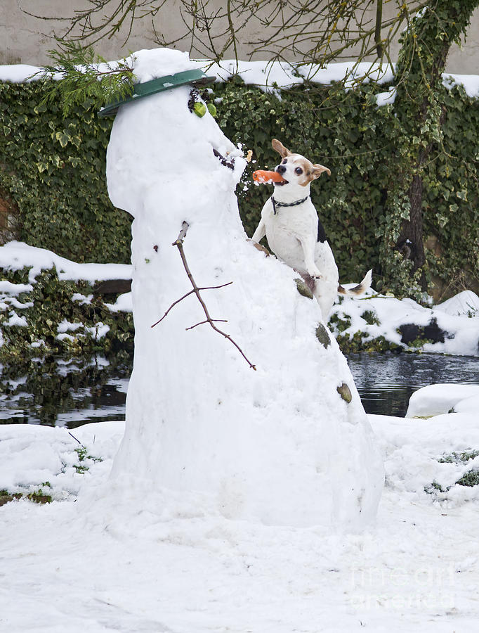 Jack Russell Stealing Carrot #1 Photograph by Brian Bevan