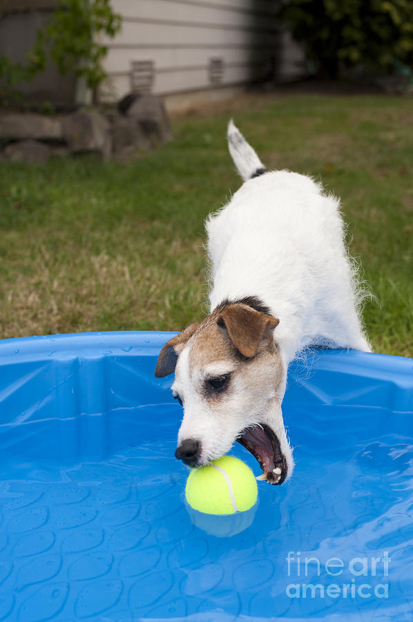 Jack Russell Terrier Pool Ball #1 Photograph by Jim Corwin