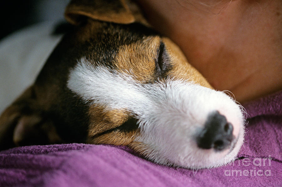 Jack Russell Terrier Sleeping #1 Photograph by Jim Corwin