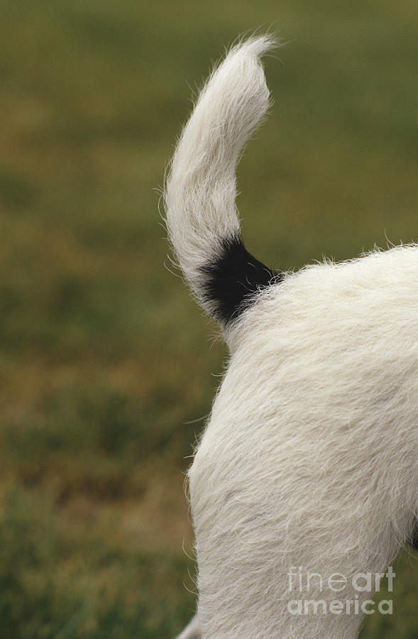 Jack Russell Terrier Tail #1 Photograph by Jim Corwin