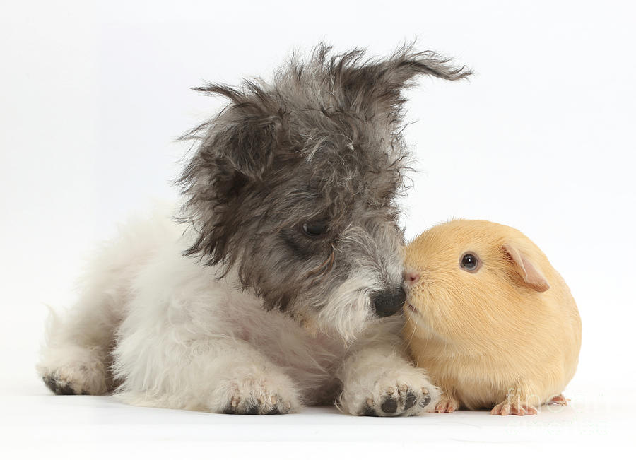 Nature Photograph - Jack Russell X Westie Pup With Guinea #1 by Mark Taylor