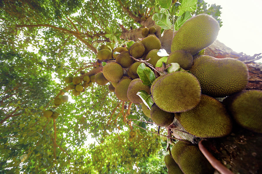 Jackfruit Tree With Fruit Growing Photograph by Ktsdesign | Fine Art ...