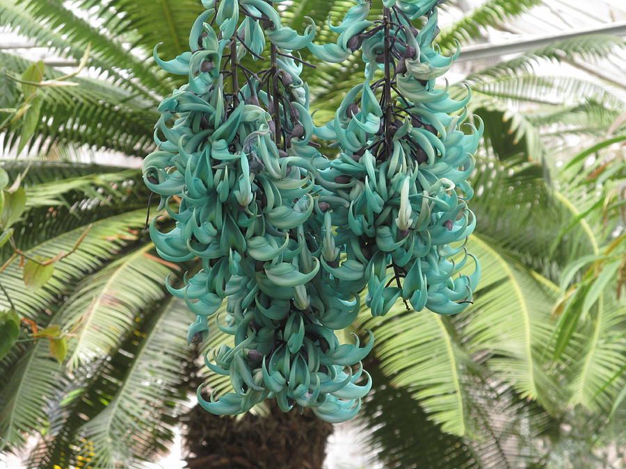 Jade Vine In Blooms #2 Photograph by Alfred Ng