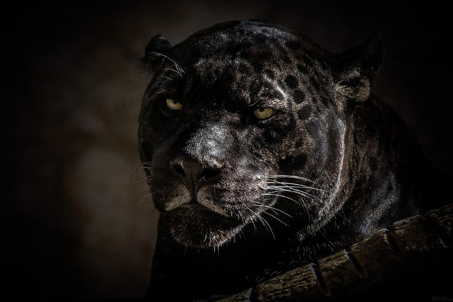 Jaguar #1 Photograph by Elaine Malott