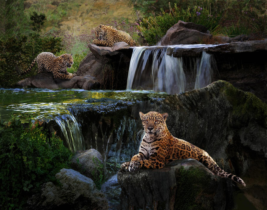 Jaguar Falls Photograph by Melinda Hughes-Berland | Fine Art America