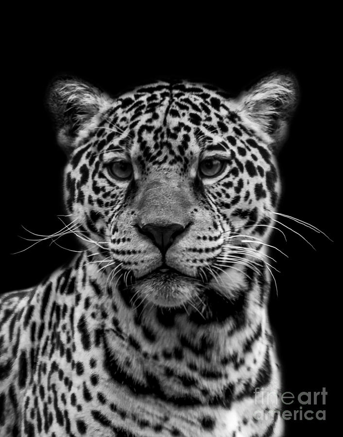 Jaguar four #1 Photograph by Ken Frischkorn