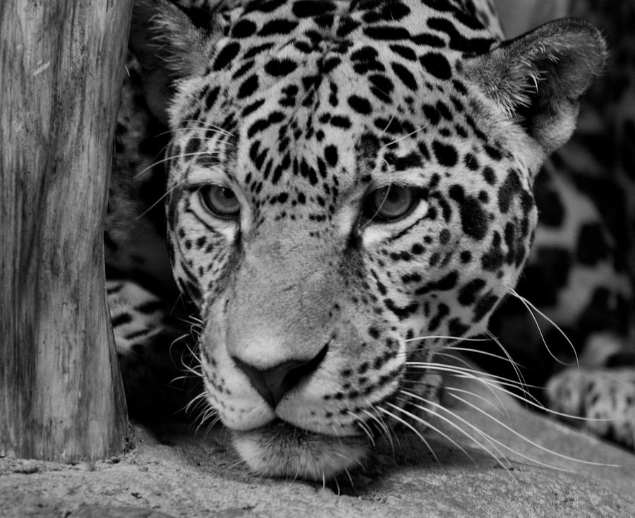 Black And White Photograph - Jaguar in Black and White II by Sandy Keeton